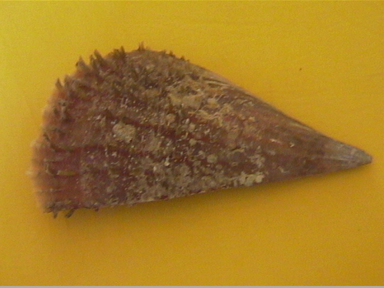 Pinna nobilis